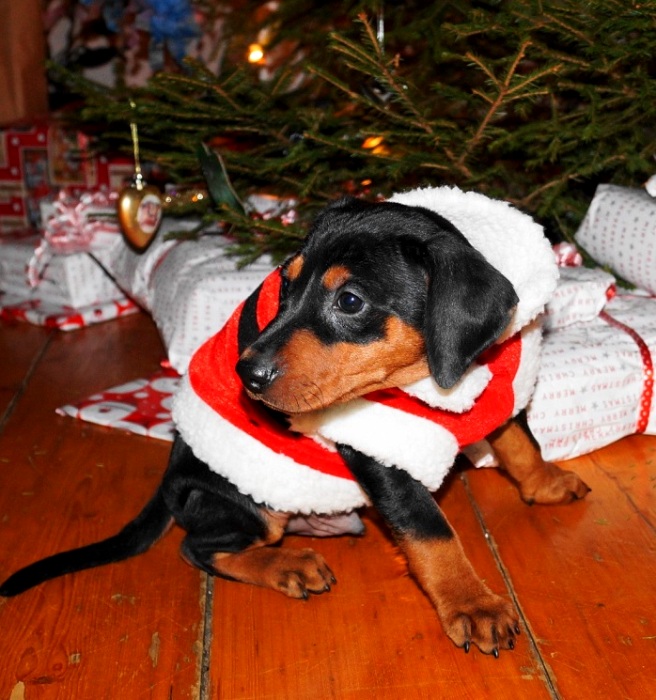 Pinscher * Xélanc Beauty Blitz 8 veckor